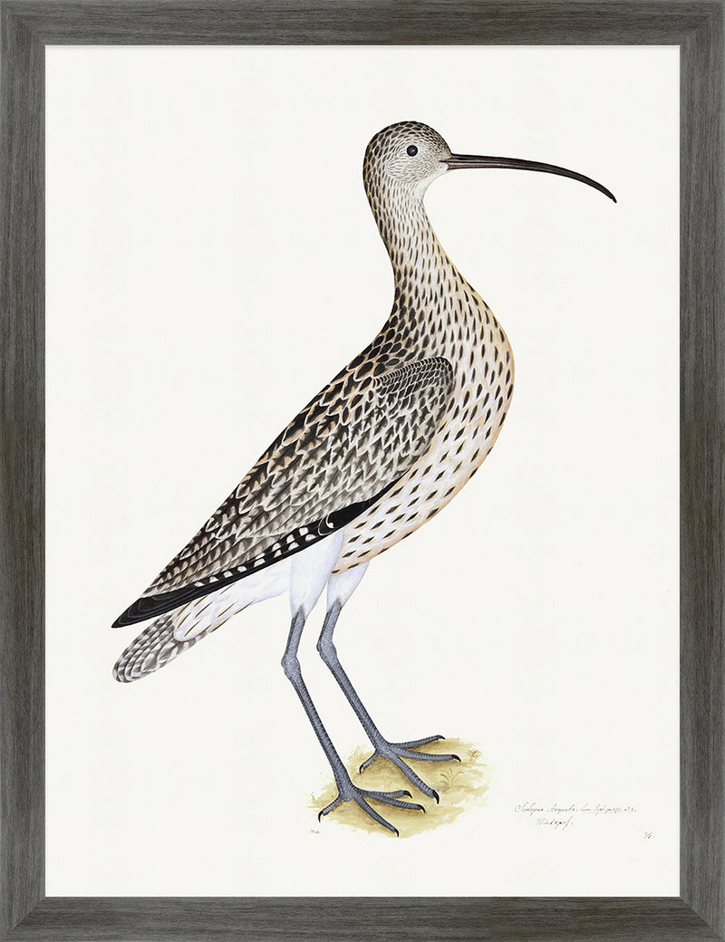 Eurasian Curlew Plate 35 by Olof Rudbeck (Cfa-Wd)