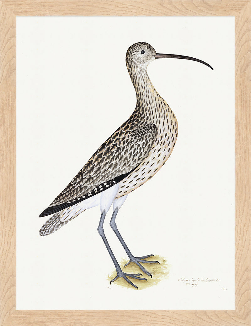 Eurasian Curlew Plate 35 by Olof Rudbeck (Cfa-Wd)