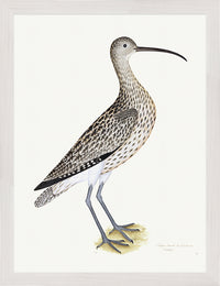 Eurasian Curlew Plate 35 by Olof Rudbeck (Cfa-Wd)