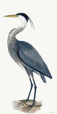 Great Blue Heron Styled After Olof Rudbeck - Plate 36 (Cfa-Wd)