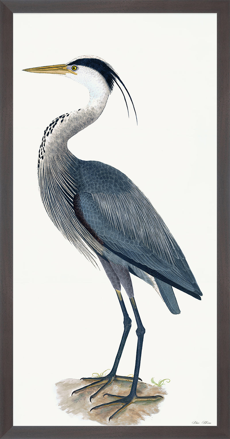 Great Blue Heron Styled After Olof Rudbeck - Plate 36 (Cfa-Wd)