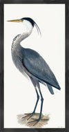 Great Blue Heron Styled After Olof Rudbeck - Plate 36 (Cfa-Wd)