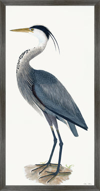 Great Blue Heron Styled After Olof Rudbeck - Plate 36 (Cfa-Wd)