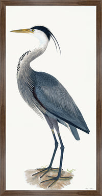 Great Blue Heron Styled After Olof Rudbeck - Plate 36 (Cfa-Wd)