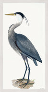 Great Blue Heron Styled After Olof Rudbeck - Plate 36 (Cfa-Wd)