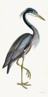 Purple Heron Styled After Olof Rudbeck - Plate 36 (Cfa-Wd)