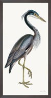 Purple Heron Styled After Olof Rudbeck - Plate 36 (Cfa-Wd)