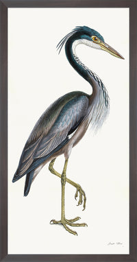 Purple Heron Styled After Olof Rudbeck - Plate 36 (Cfa-Wd)