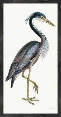 Purple Heron Styled After Olof Rudbeck - Plate 36 (Cfa-Wd)