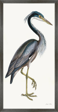 Purple Heron Styled After Olof Rudbeck - Plate 36 (Cfa-Wd)