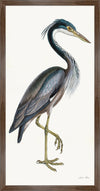 Purple Heron Styled After Olof Rudbeck - Plate 36 (Cfa-Wd)