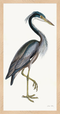 Purple Heron Styled After Olof Rudbeck - Plate 36 (Cfa-Wd)