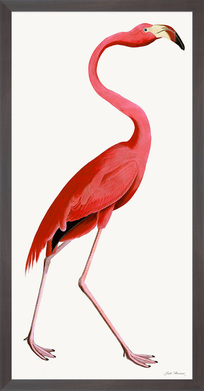 Pink Flamingo Styled After Olof Rudbeck - Plate 38 (Cfa-Wd)