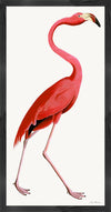 Pink Flamingo Styled After Olof Rudbeck - Plate 38 (Cfa-Wd)