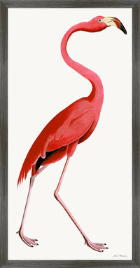 Pink Flamingo Styled After Olof Rudbeck - Plate 38 (Cfa-Wd)