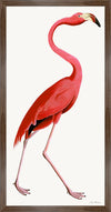 Pink Flamingo Styled After Olof Rudbeck - Plate 38 (Cfa-Wd)