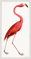 Pink Flamingo Styled After Olof Rudbeck - Plate 38 (Cfa-Wd)