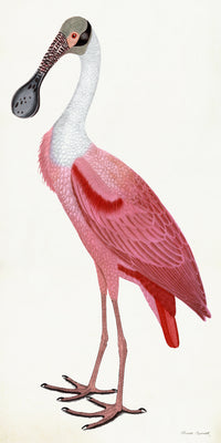 Roseate Spoonbill Poster Styled After Olof Rudbeck