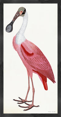 Roseate Spoonbill Poster Styled After Olof Rudbeck