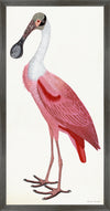 Roseate Spoonbill Poster Styled After Olof Rudbeck