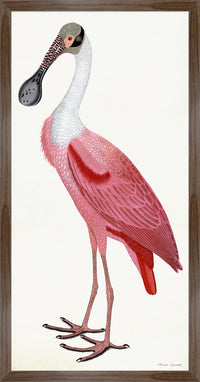 Roseate Spoonbill Poster Styled After Olof Rudbeck