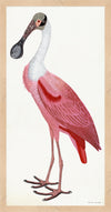 Roseate Spoonbill Poster Styled After Olof Rudbeck