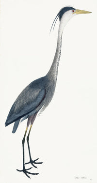 Blue Heron Plate 40 by Olof Rudbeck (Cfa-Wd)