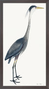 Blue Heron Plate 40 by Olof Rudbeck (Cfa-Wd)