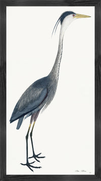 Blue Heron Plate 40 by Olof Rudbeck (Cfa-Wd)