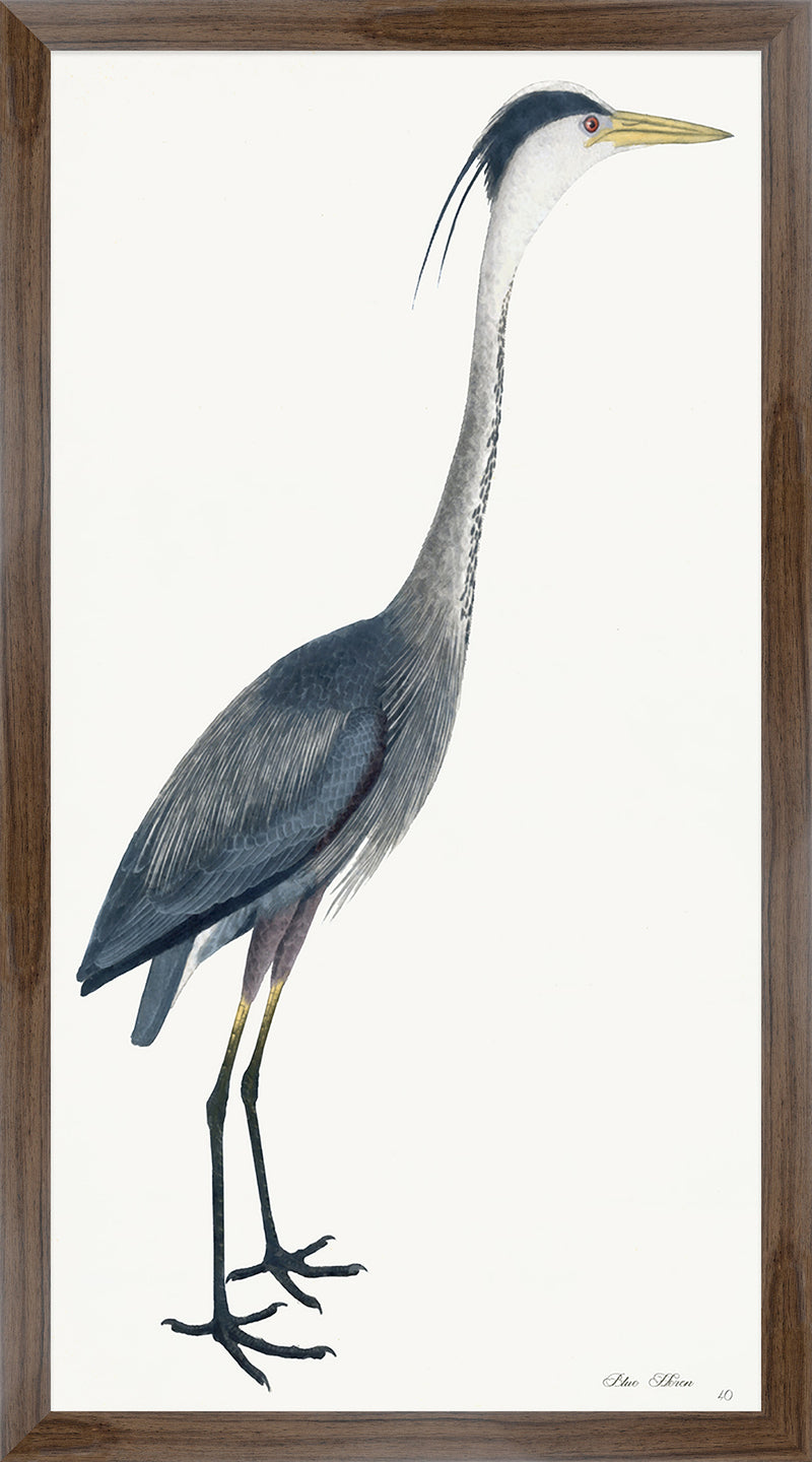 Blue Heron Plate 40 by Olof Rudbeck (Cfa-Wd)