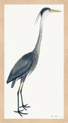 Blue Heron Plate 40 by Olof Rudbeck (Cfa-Wd)