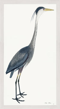 Blue Heron Plate 40 by Olof Rudbeck (Cfa-Wd)