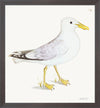 Lesser White Backed Gull Plate 139b by Olof Rudbeck (Cfa-Wd)