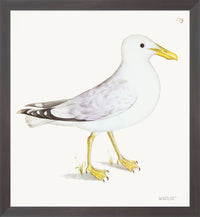 Lesser White Backed Gull Plate 139b by Olof Rudbeck (Cfa-Wd)