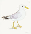 Lesser White Backed Gull Plate 139b by Olof Rudbeck (Cfa-Wd)