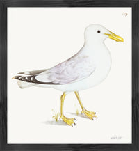 Lesser White Backed Gull Plate 139b by Olof Rudbeck (Cfa-Wd)