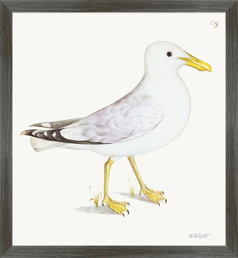 Lesser White Backed Gull Plate 139b by Olof Rudbeck (Cfa-Wd)