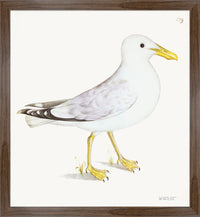 Lesser White Backed Gull Plate 139b by Olof Rudbeck (Cfa-Wd)