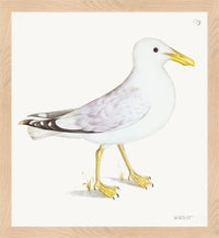 Lesser White Backed Gull Plate 139b by Olof Rudbeck (Cfa-Wd)