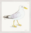 Lesser White Backed Gull Plate 139b by Olof Rudbeck (Cfa-Wd)