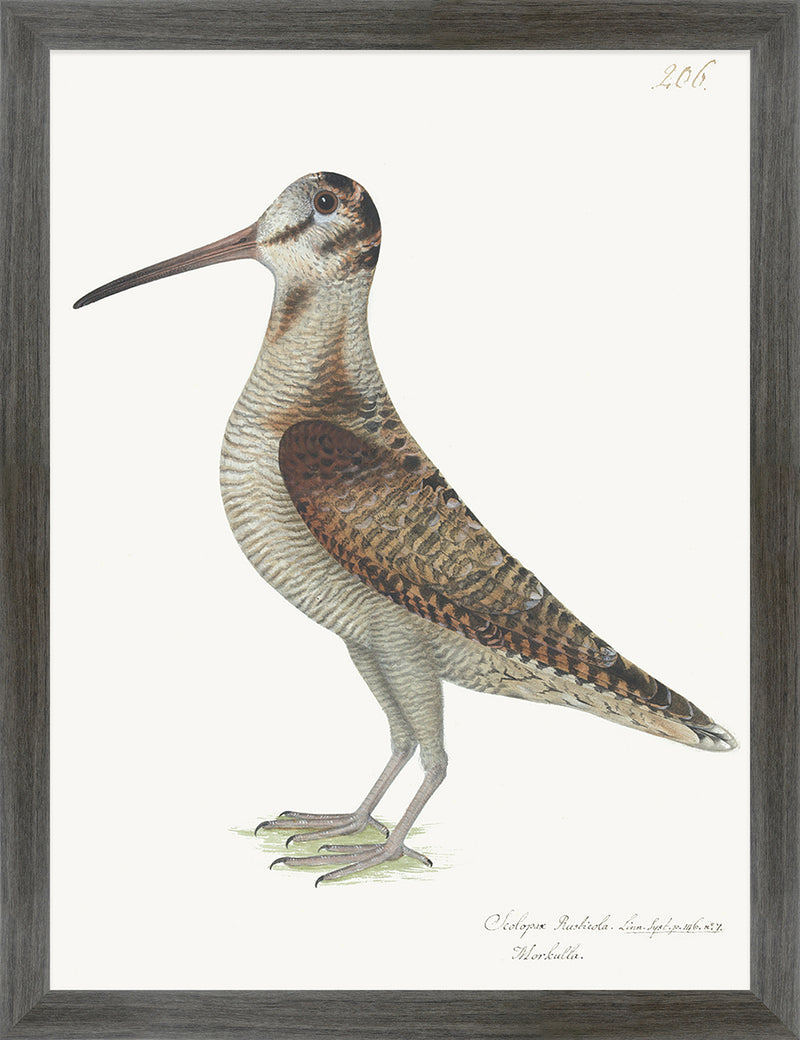 Woodcock Plate 206 by Olof Rudbeck (Cfa-Wd)