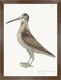 Woodcock Plate 206 by Olof Rudbeck (Cfa-Wd)