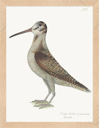 Woodcock Plate 206 by Olof Rudbeck (Cfa-Wd)