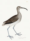 Curlew Plate 208 by Olof Rudbeck (Cfa-Wd)