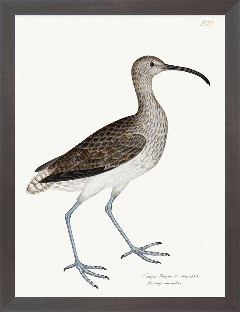 Curlew Plate 208 by Olof Rudbeck (Cfa-Wd)