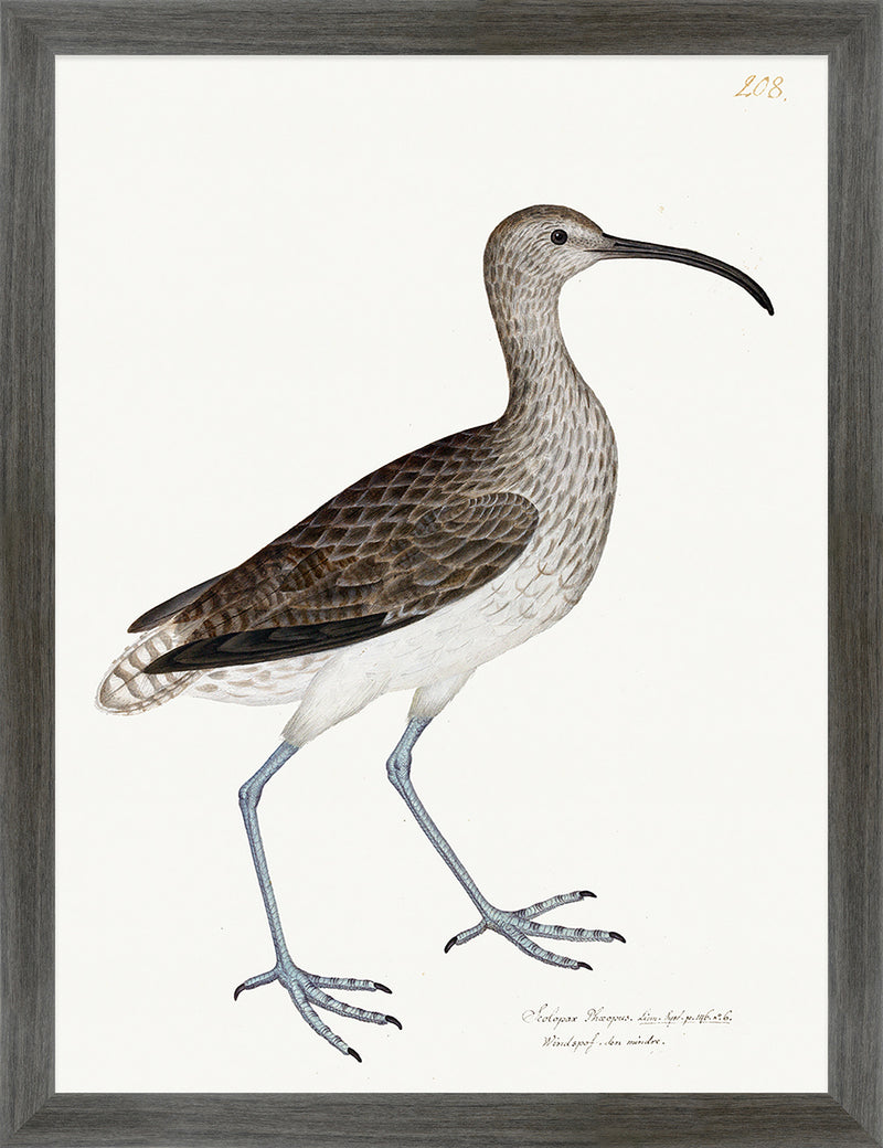 Curlew Plate 208 by Olof Rudbeck (Cfa-Wd)