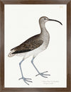 Curlew Plate 208 by Olof Rudbeck (Cfa-Wd)