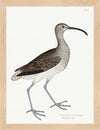 Curlew Plate 208 by Olof Rudbeck (Cfa-Wd)