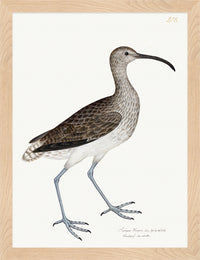 Curlew Plate 208 by Olof Rudbeck (Cfa-Wd)