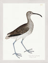 Curlew Plate 208 by Olof Rudbeck (Cfa-Wd)